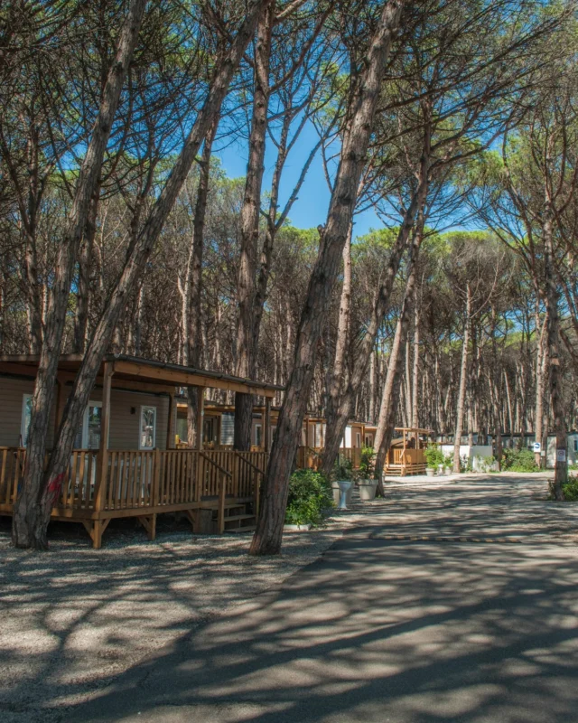 😍 Vacanza adatta solo a chi ama il verde, il mare, il divertimento, il relax e le bellezze del Cilento!

Ti aspettiamo a Paestum.
Contattaci subito allo 0828 811086 per tutte info

#Camping #Cilento
