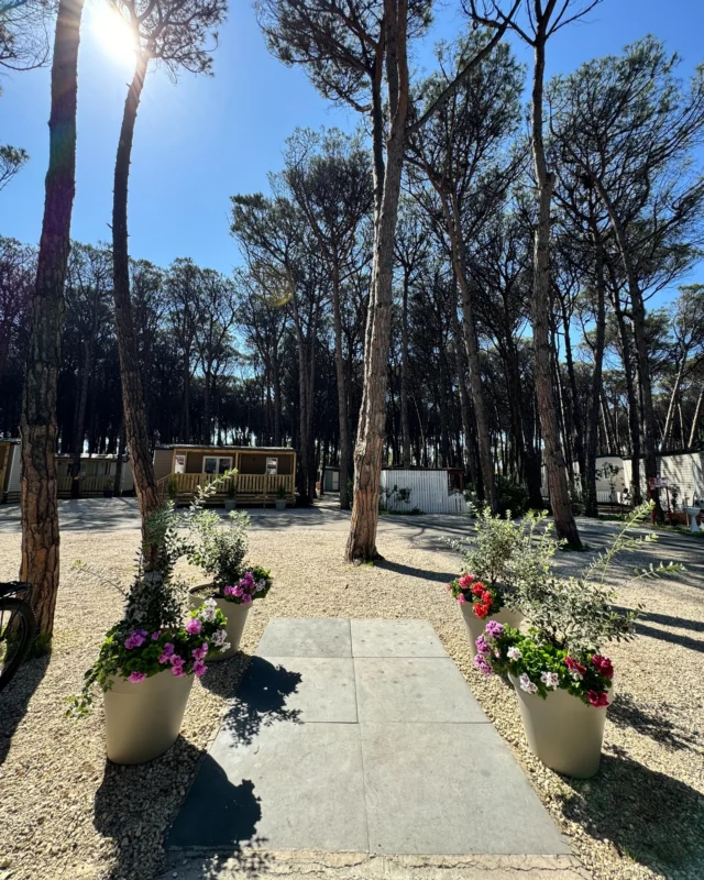 Chiamaci ora e prenota la tua vacanza!Vuoi approfittare dei ponti del 25 aprile e del 1º maggio?

Goditi un anticipo dell'estate nel cuore del Cilento, a pochi passi dallo splendido parco archeologico di Paestum.

Perché una vacanza nel Camping Marepieta significa avere:

✅ Tante soluzioni a tua disposizione: mobile house, glamping, bungalow
✅ Spiaggia privata
✅ Ristorante e bar per gustare le proposte locali.
✅ Animazione per grandi e piccini
✅ Parco giochi per bambini, così mamma e papà possono rilassarsi
✅ Tantissime altre sorprese per tutti i nostri ospiti

Potrai scegliere tra diverse soluzioni: Glamping, Mobile House, Bungalow.

E a pochi minuti, un territorio ricco di storia e cose belle da vedere, con i templi di Paestum, i borghi affacciati sul mare come Agropoli e Castellabate, la costiera amalfitana, e le meraviglie del Parco del Cilento tutte da esplorare.

Ti aspettiamo a Paestum.
☎️ Per info e prenotazioni 0828 811086

#Cilento #Ponte25aprile #Ponte1Maggio