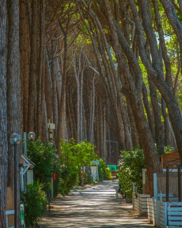 Quando il camping è (per davvero) verde, mare, relax, divertimento e mille posti da scoprire.

A pochi passi dal parco archeologico di Paestum. Nel cuore del Cilento. 

🟢 Contattaci subito allo 0828 811086 per tutte info o visita il nostro sito per scoprire le migliori offerte per la tua vacanza nel Cilento. 

https://marepinetacamping.it/it/